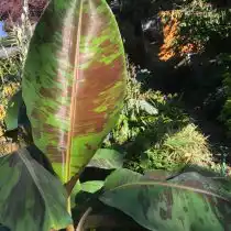 Банан дарджилингский (Musa sikkimensis) 'Red Tiger'