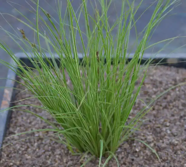 Осока коричневатая 'Variegata'