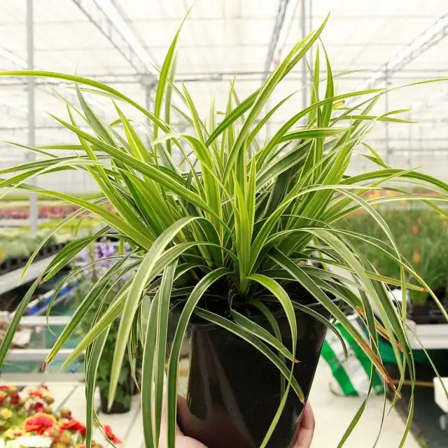 Осока Морроу (Carex morrowii)