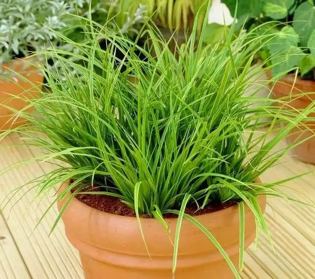 Постоянная, стабильная, средняя влажность субстрата – главная цель ухода за осокой комнатного формата