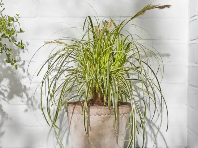 Если вы не хотите, чтобы часть листьев высыхала, и осока теряла декоративность, цветоносные побеги лучше вырезать по мере их появления