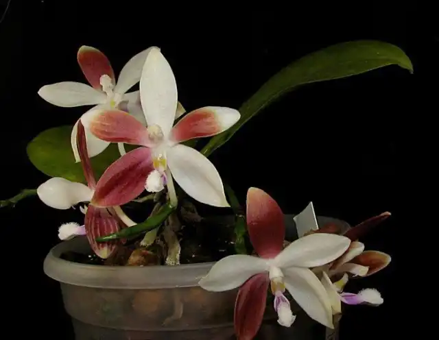 Фаленопсис тетраспис 'Red and White'