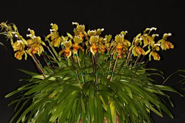 Пафиопедилум замечательный (Paphiopedilum insigne). © John Varigos