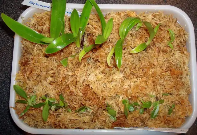 Взрослые кусты «венериных башмачков» разделяют, когда они слишком разрастутся или появится желание увеличить коллекцию