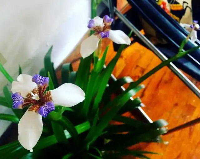 Неомарика изящная, или стройная (Neomarica gracilis)