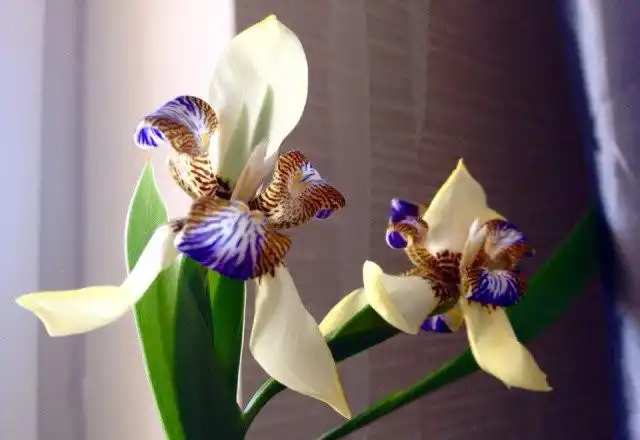 Большинство комнатных неомарик цветет только в солидном возрасте