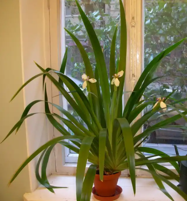 Неомарики лучше чувствуют себя на западных и северных окнах, на восточных и южных их обязательно затеняют или отодвигают