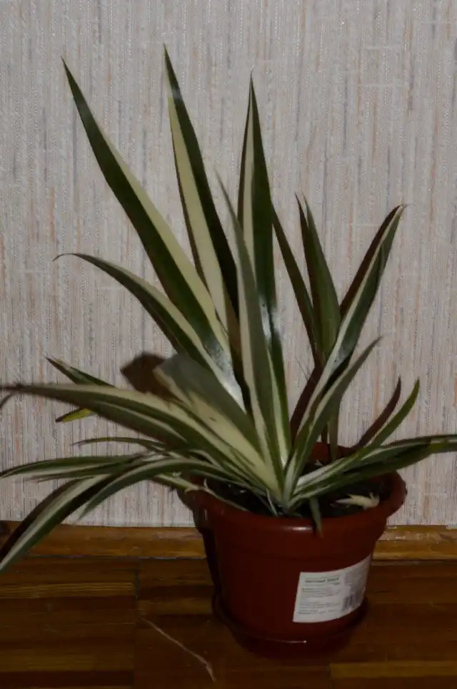 Неомарика пестрая (Neomarica variegata)