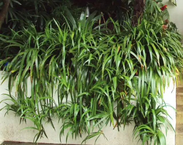 Отделение новых ростков неомарики проводят только тогда, когда растение выпустит корни и начнет активно расти