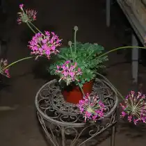 Пеларгония потучневшая (Pelargonium incrassatum)