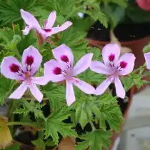 Пеларгония лимонная (Pelargonium citronellum)