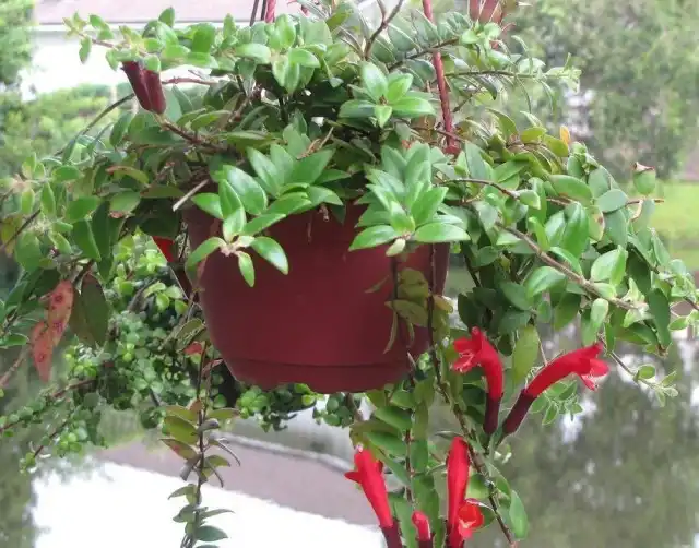 Эсхинантус укореняющийся (Aeschynanthus radicans)