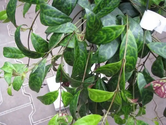 Эсхинантус длиностебельный (Aeschynanthus longicaulis)