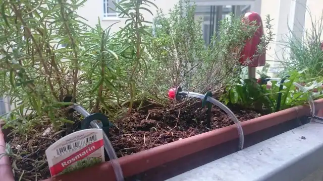 Некоторые цветоводы предпочитают постоянный капельный полив для своих комнатных растений