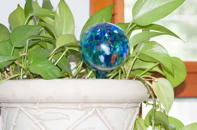 Перевести растения на автополив стоит за пару недель до отъезда, чтобы они привыкли к новому режиму еще при вас