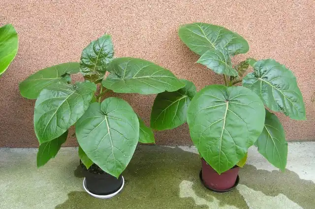 Первые месяцы цифомандра наращивает корневую систему, зато потом резко идет в рост