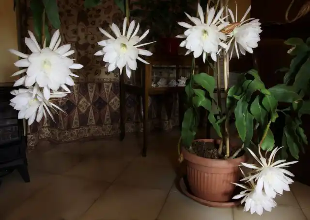 Эпифиллюм остролепестный (Epiphyllum oxypetalum)