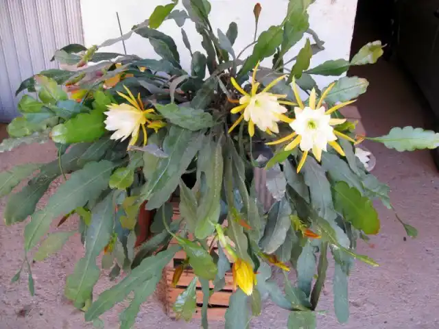 Эпифиллюм зазубренный (Epiphyllum crenatum)