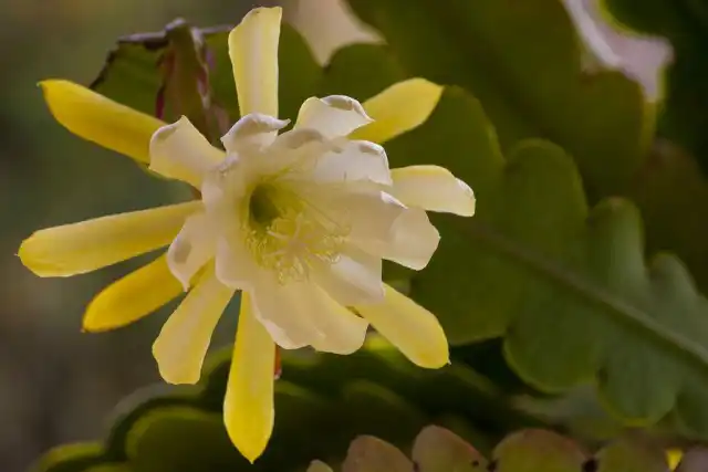 Эпифиллюм 'Reward'