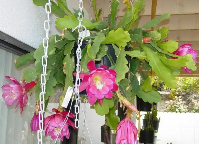 Эпифиллюм 'Meadow Rose'