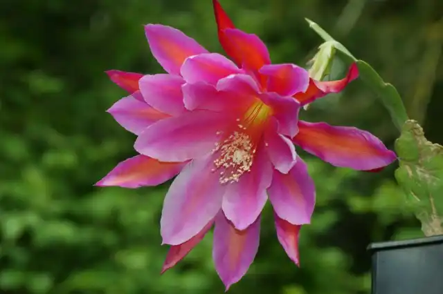 Эпифиллюм 'Pegasus'