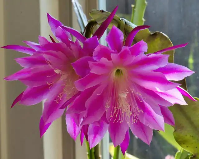 Эпифиллюм 'Space Rocket'