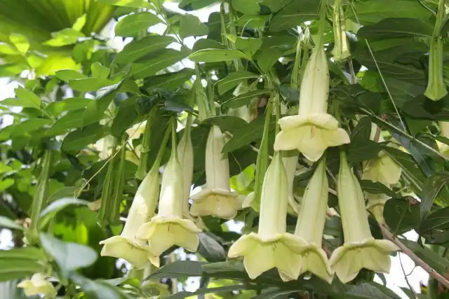 Кубанола доминиканская (Cubanola domingengsis)