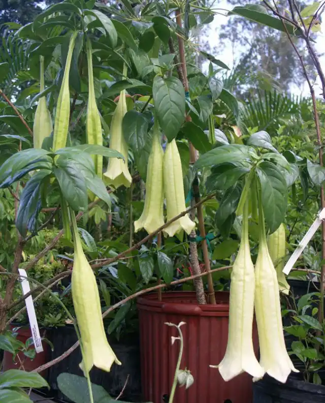 Кубанола - разлогая, массивная, с тонкими длинными веточками, требующая немалого пространства