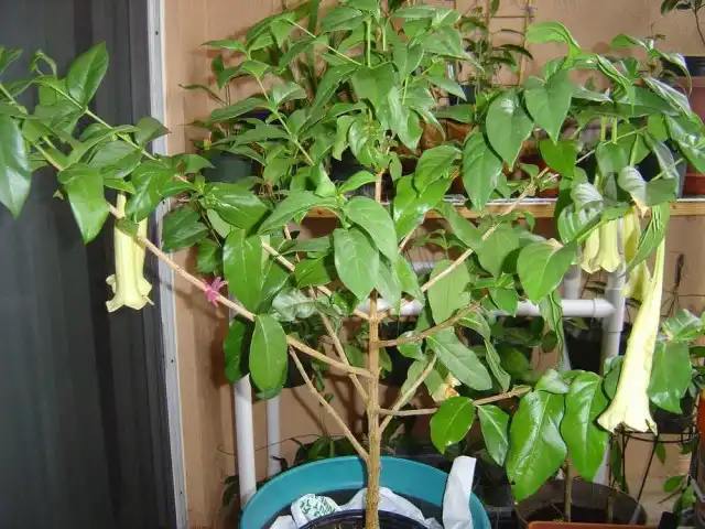 Кубанолы растут так медленно, что десятилетиями остаются достаточно компактными