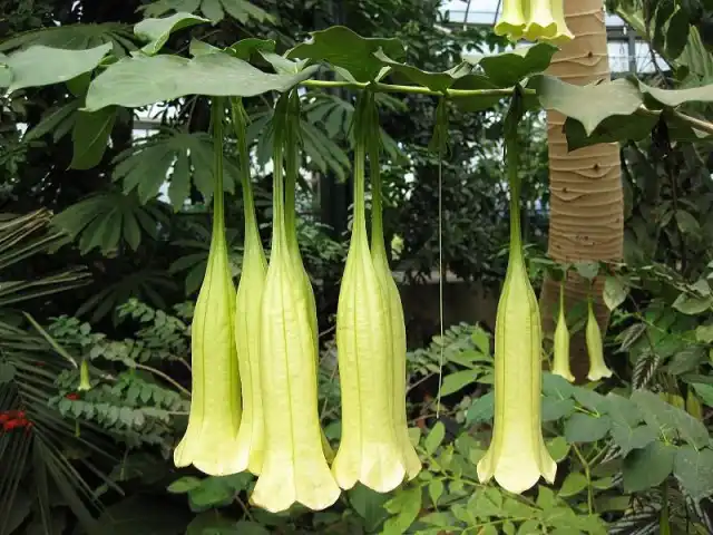 Кубанола доминиканская - растение очень изменчивое и растущее «само по себе»