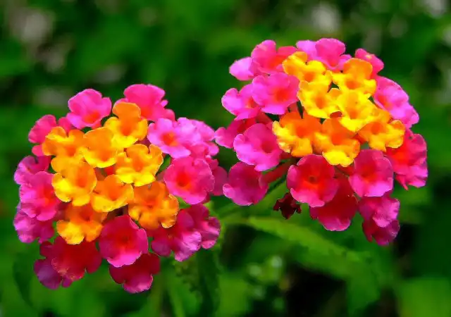 Способность менять окрасы выделяет лантану камара на фоне всех остальных конкурентов