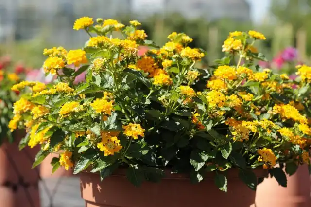 Лантана гибридная (Lantana hybrida)