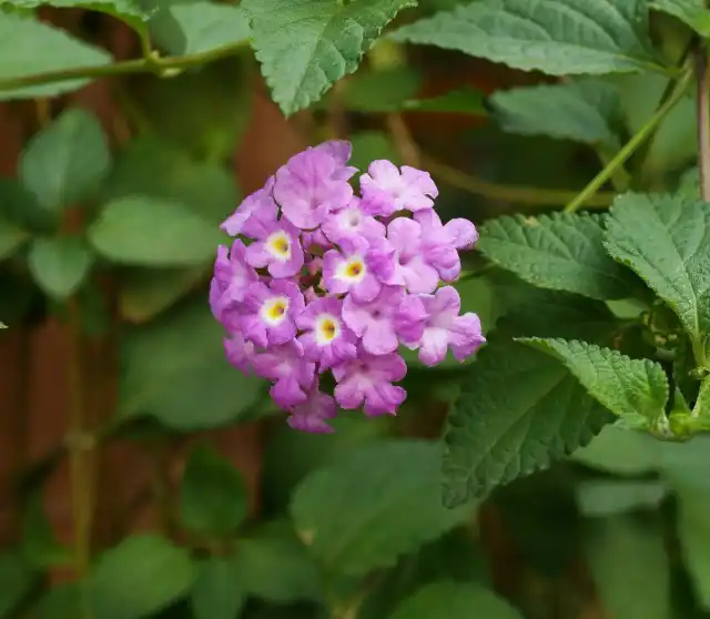 Лантана монтевидейская (Lantana montevidensis)