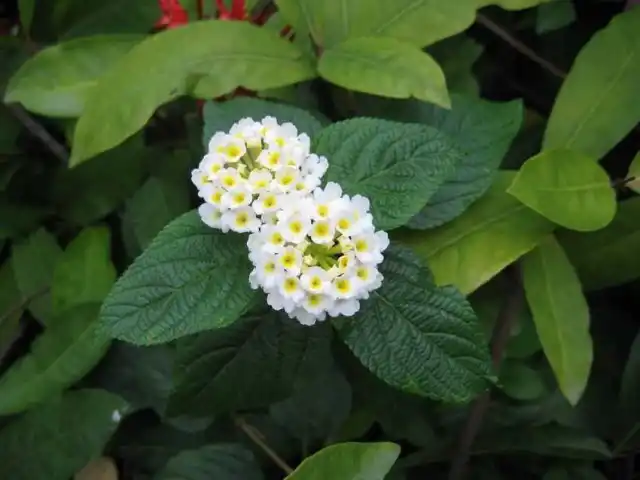 Лантана камара Nivea