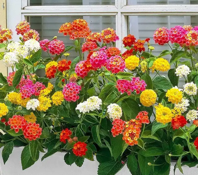 Лучшим способом размножения для лантаны камары называют черенкование