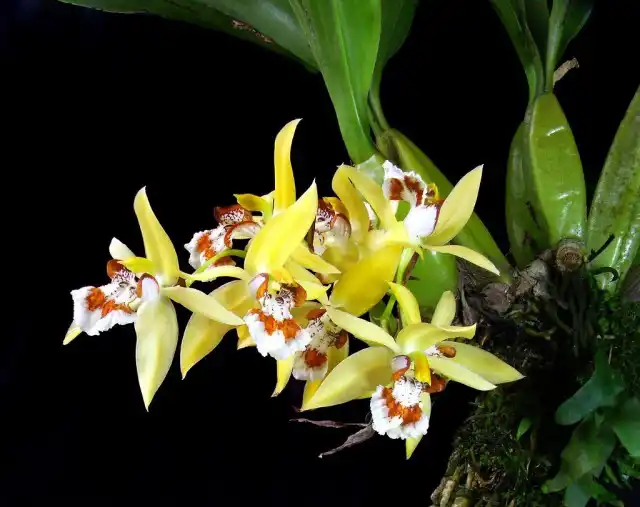 Целогина крапчатая (Coelogyne lentiginosa)