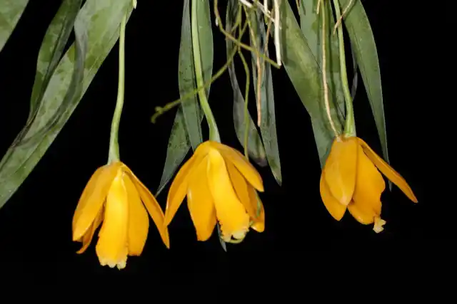 Эухиле цитрусовая (Euchile citrina)