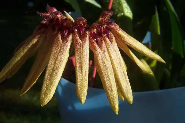 Бульбофиллум пестрый (Bulbophyllum picturatum)