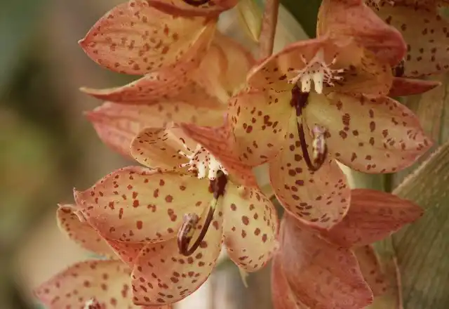 Цикнохес бартирум (Cycnoches barthiorum)