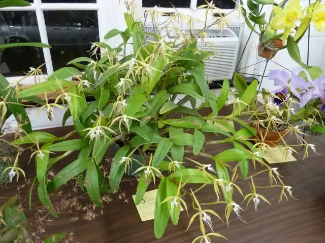 Эпидендрум реснитчатый (Epidendrum ciliare)