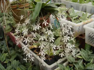 Эрангис (Aerangis)