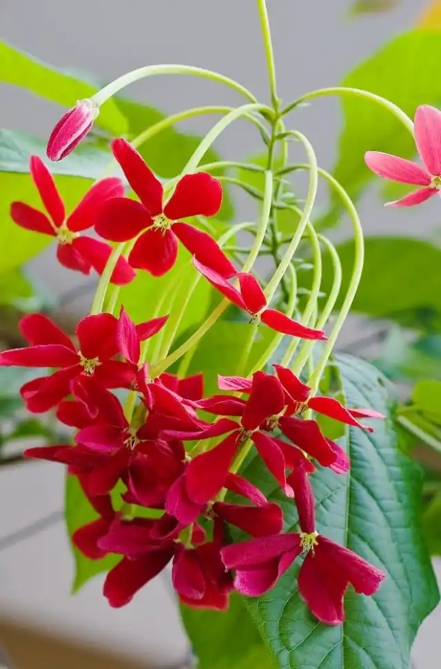 Квисквалисы теплолюбивы, хорошо себя чувствуют в комнатных температурах