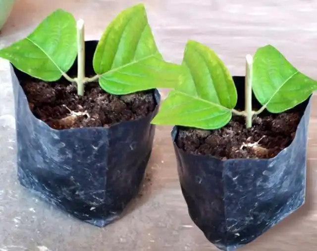 Квисквалисы легко размножаются вегетативно