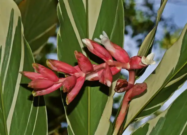 Альпиния ленточная (Alpinia vittata)