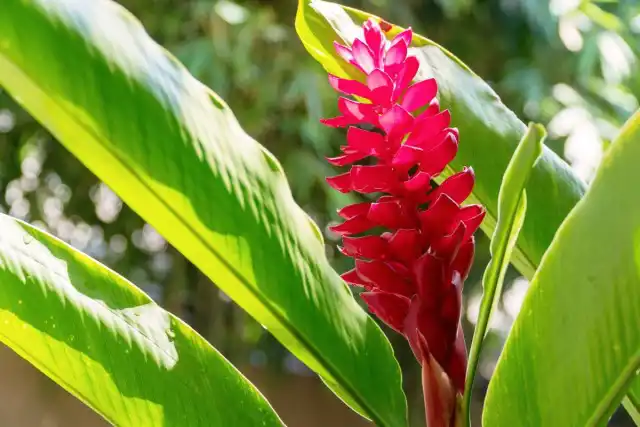 Альпиния пурпурная (Alpinia purpurata)