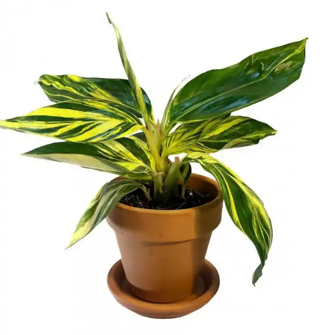 В комнатной культуре альпинии представлены, в основном, пестрыми сортами