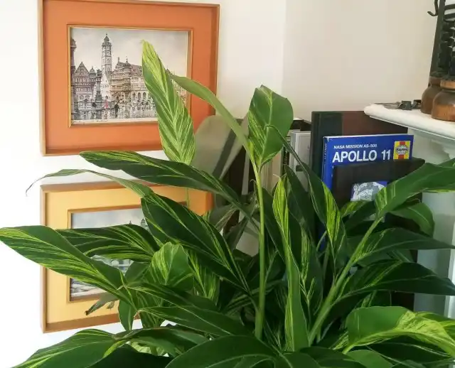 Альпинии растут быстро, но тревожить их без надобности не стоит