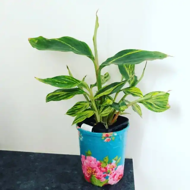 Альпиния требует регулярного омоложения для сохранения декоративности и компактности