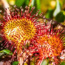 Круглолистная росянка (Drosera rotundifolia)