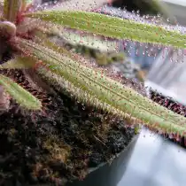Росянка Адель (Drosera adelae)